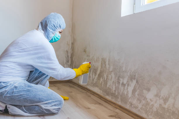 Black mold inspection in Cecilia