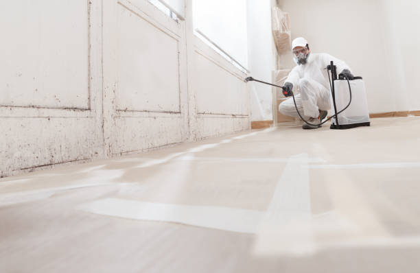 Black mold remediation team in Cecilia